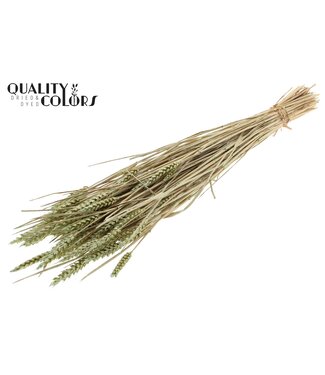 QC Triticum (sunbleached) per bunch Pearl Mint Green ( x 6 )