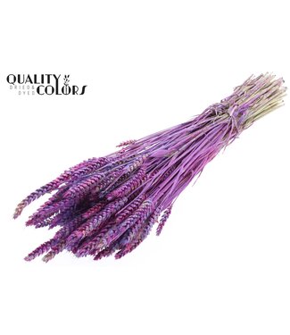 QC Triticum per bunch Multicolour Milka ( x 6 )