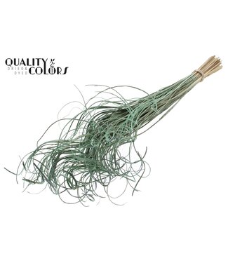 QC Palm Curly TT 100pc per bunch Frosted Mint Green ( x 5 )