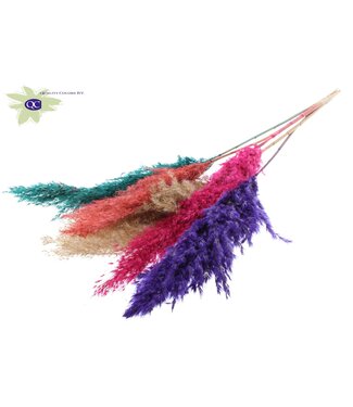 QC Mélange Coloré 4 Plumes de Pampas | Herbe de Pampas longueur 100 centimètres | 5 plumes par bouquet | Par 10 bouquets