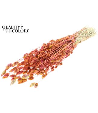 QC Phalaris per bunch Multicolour Cerise ( x 6 )