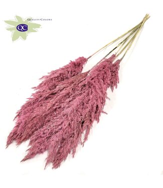 QC Frosted Pink Pampas Federn | Pampasgras Länge 100 Zentimeter | 5 Federn pro Bund | Pro 10 Bunde
