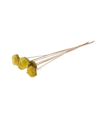 4A Grüner getrockneter Protea-Stecker | Länge 50 Zentimeter | Durchmesser 6 Zentimeter | Pro 6 Zweige