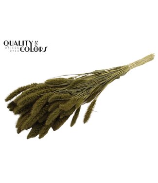 QC Setaria per bunch Olive ( x 6 )