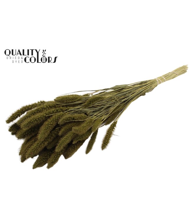 Setaria per bunch Olive ( x 6 )