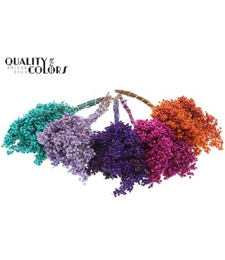 QC Pepperberries per bunch in poly Mixed colours Autumn | Per 5 stuks