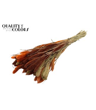 QC Setaria per bunch colourful 3 ( x 6 )
