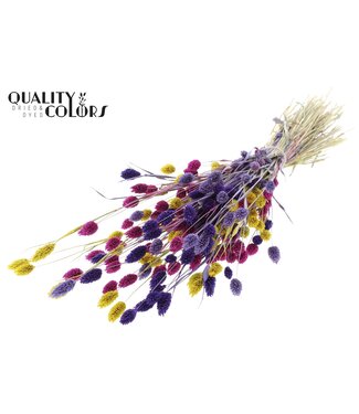 QC Phalaris per bunch Colourful 11 | Per 6 stuks