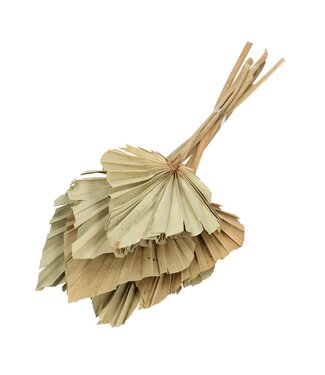 4A Droogbloem Palm Spear 50cm x10 | Per stuk