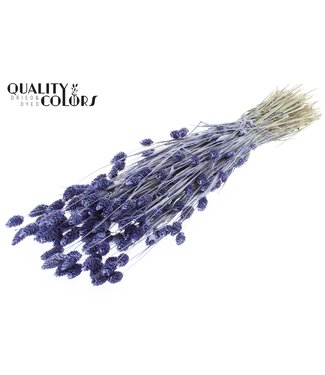 QC Phalaris per bunch Pearl Milka ( x 6 )