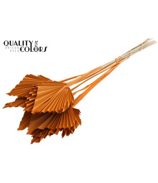 QC Getrocknete Palm Spear | Orange Palmenblätter in Speerform | Pro 50 Stück