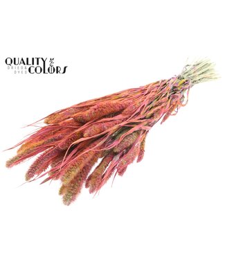 QC Setaria per bunch Multicolour Cerise ( x 6 )