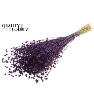 QC Lino Vlas p/bunch in poly Purple | Per 6 stuks