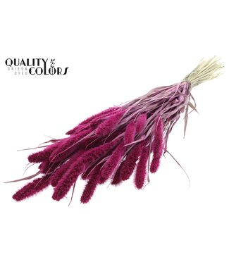 QC Setaria per bunch Lilac ( x 15 )