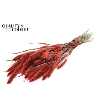 QC Setaria per bunch Coral ( x 15 )