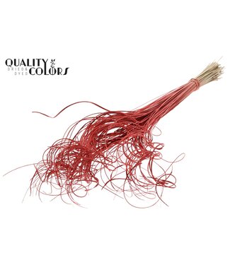 QC Palm Curly TT 100pc per bunch Coral | Per 5 stuks