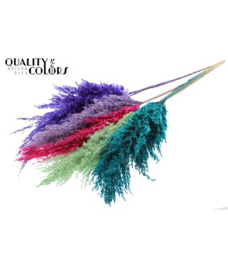 QC Colourful Mix 7 Pampas Plumes | Pampas Grass length 100 centimetres | 5 plumes per bunch | Per 10 bunches