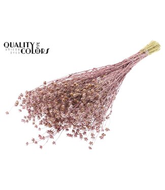 QC Lino Vlas p/bunch in poly Metallic Red | Per 6 stuks
