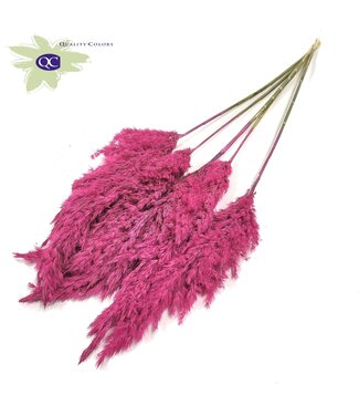 QC Frosted Cerise Pampasfedern | Pampasgras Länge 100 Zentimeter | 5 Federn pro Bund | Pro 10 Bunde
