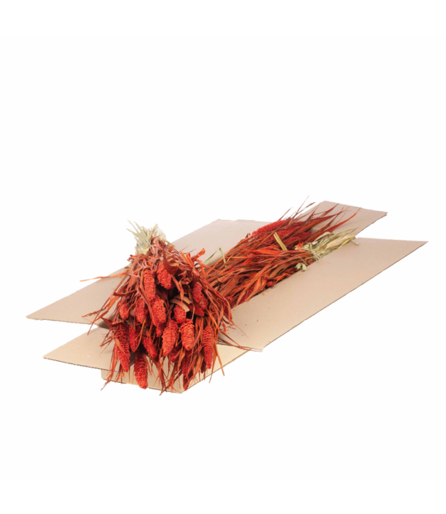 Getrocknete Setarea | Shopbox Deep Brown Trockenblumen | Pro 4 Bündel bestellbar