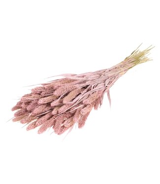 LDD Setaria Italica séchée | Fleurs séchées Deep Brown | Par 15 bouquets