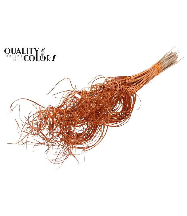 Palm Curly TT 3pc/tuft - 33 tuft/bunch Orange ( x 5 )