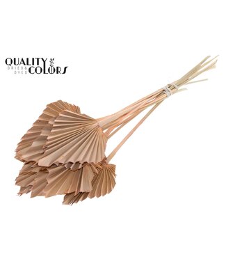QC Palmier séché en forme de lance | Feuilles de palmier couleur saumon givré en forme de lance | Par 50 pièces
