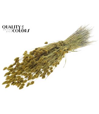 QC Phalaris per bunch Metallic Yellow ( x 6 )