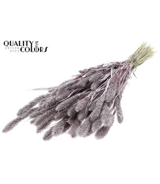 QC Setaria per bunch Champagne + Glitter ( x 6 )