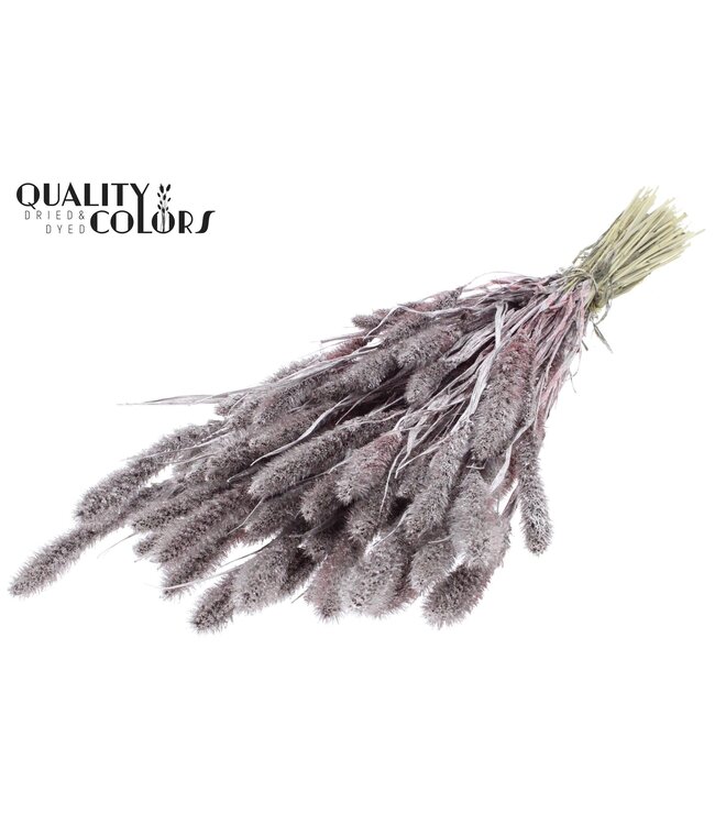 Setaria per bunch Champagne + Glitter ( x 6 )