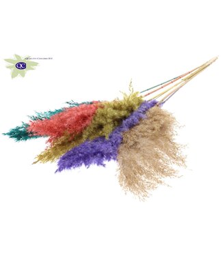 QC Mélange Coloré 5 Plumes de Pampas | Herbe de Pampas longueur 100 centimètres | 5 plumes par bouquet | Par 10 bouquets