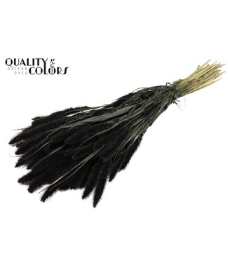 QC Setaria per bunch Black ( x 6 )