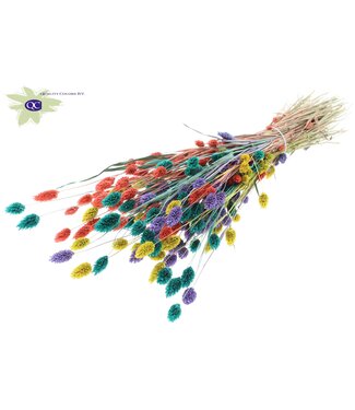 QC Phalaris per bunch Colourful 5 | Per 6 stuks