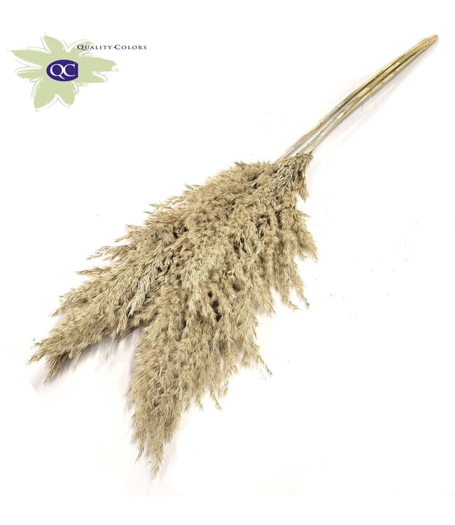 Frosted White Pampas Federn | Pampasgras Länge 100 Zentimeter | 5 Federn pro Bund | Pro 10 Bunde zu bestellen