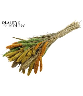 QC Setaria per bunch Summer Mix ( x 6 )