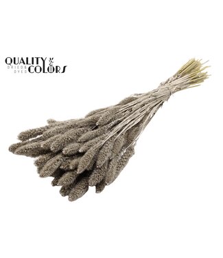 QC Setaria per bunch Platina ( x 15 )