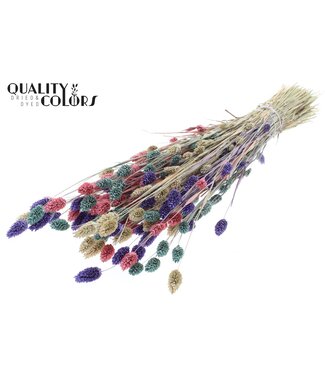 QC Phalaris per bunch colourful 1 | Per 6 stuks
