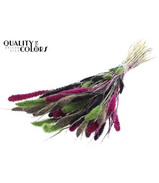QC Setaria per bunch Colourful 8 | Per 6 stuks