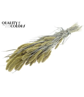 QC Setaria per bunch Frosted Light Yellow ( x 15 )