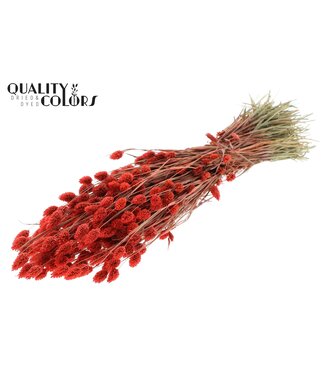 QC Phalaris per bunch Coral ( x 6 )