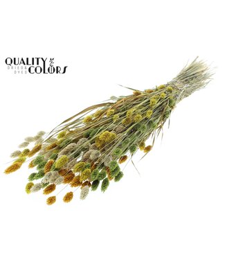 QC Phalaris per bunch Summer Mix | Per 6 stuks