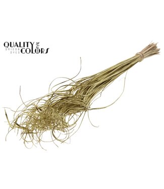 QC Palm Curly TT 100pc per bunch Gold | Per 5 stuks