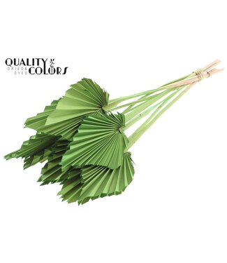 QC Getrocknete Palm Spear | Hellgrüne Palmblätter in Speerform | Pro 50 Stück