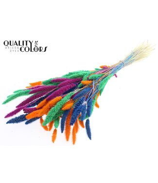 QC Setaria per bunch Intense Neon Dusk ( x 6 )