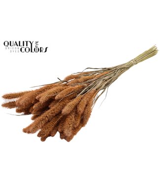QC Setaria per bunch Frosted Salmon ( x 6 )