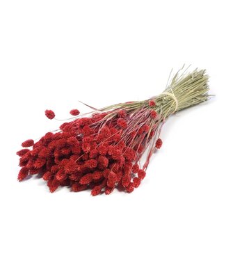 LDD Phalaris séchée | Fleurs séchées rouges | Par 20 bottes