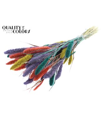 QC Setaria per bunch Colourful 5 ( x 6 )