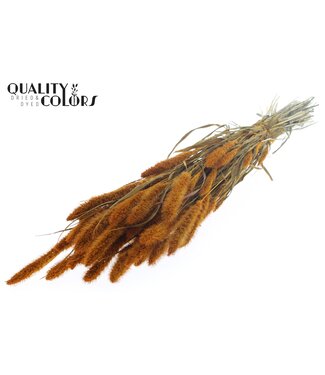 QC Setaria per bunch Apricot ( x 15 )