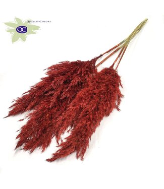 QC Red Pampas Plumes | Pampas Grass length 100 centimetres | 5 plumes per bunch | Per 10 bunches
