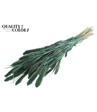 QC Setaria per bunch Pearl Green ( x 6 )